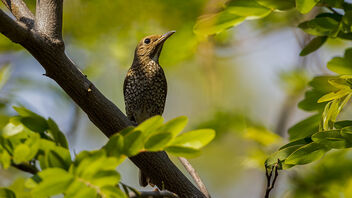 A Blue Capped Rock Thrush Female in the canopy - image gratuit #488303 