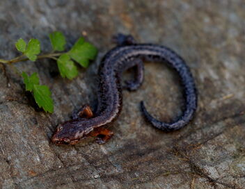 Southern Zig-Zag Salamander (Plethodon ventralis) - бесплатный image #488363
