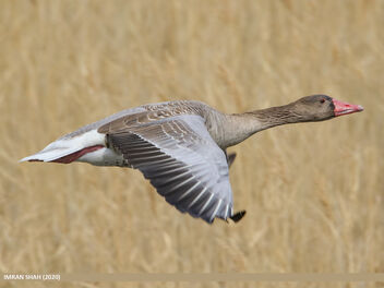 Greylag Goose (Anser anser) - Free image #488393