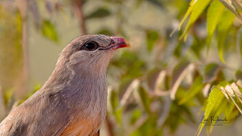 A Close up of the Lipstick Bird! - image #488413 gratis