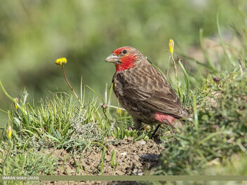 Red-fronted Rosefinch (Carpodacus puniceus) - бесплатный image #488523