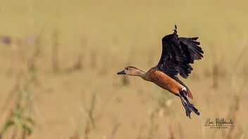 A Lesser Whistling duck in flight - image #488553 gratis