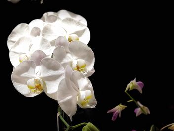 Orchids - Free image #488703