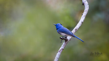 A Black Naped Monarch in Action - Free image #488863