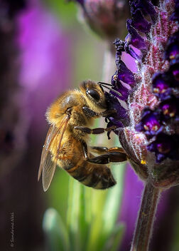 L'abeille - image gratuit #488903 