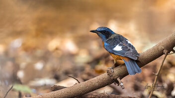 A Blue Capped Rock Thrush hunting above a dirty stream - Free image #488963