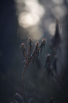 [Rhododendron tomentosum] - бесплатный image #489053