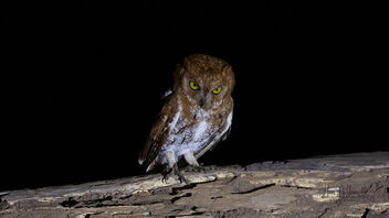 An Oriental Scops Owl - Rufous Morph in the night - бесплатный image #489133