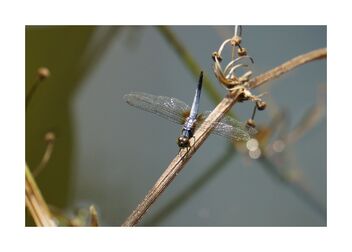 Dragonfly - Free image #489283