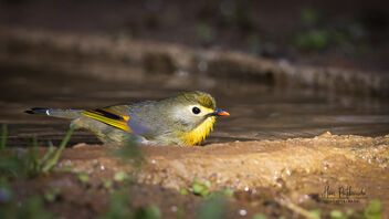 Bath Time for this Red-Billed Leiothrix - image #489523 gratis