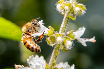 Working bee - Free image #489703