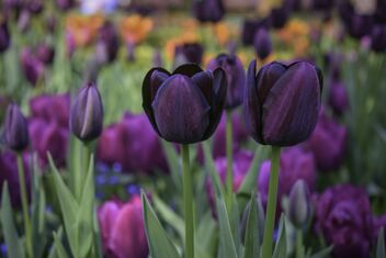 Rainbow Tulips - Kostenloses image #489793