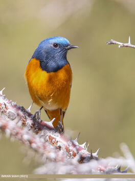 Blue-fronted Redstart (Phoenicurus frontalis) - Free image #489923