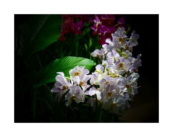 Orchids - image #489993 gratis
