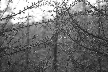 larch with dew drops - бесплатный image #490013