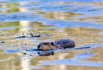 Beaver's puppy on/in the ice - image gratuit #490213 