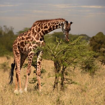 Young Giraffe, Kenya - бесплатный image #490303