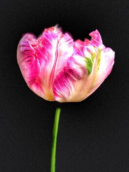 Tulips Sunday - Kostenloses image #490323