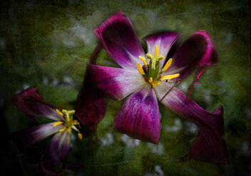 Tulips Demise - бесплатный image #490483