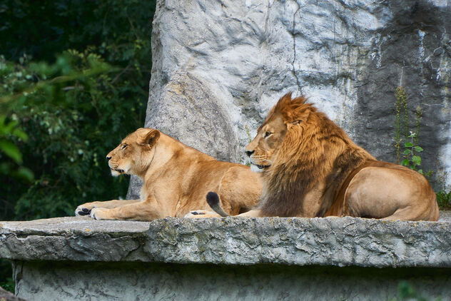 Lions couple - image gratuit #490583 