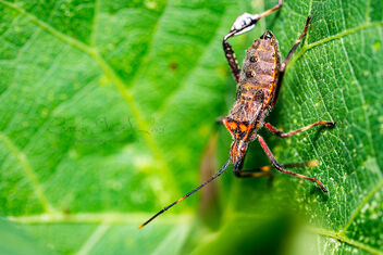 Western conifer seed bug, a species of Leaf-footed bugs(Coreidae) - бесплатный image #490763