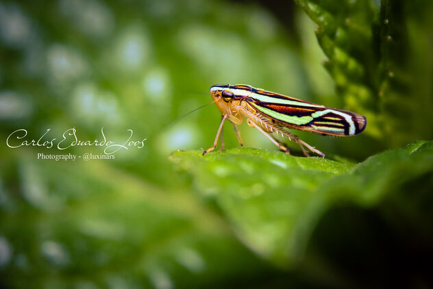 Leafhopper - image #490843 gratis