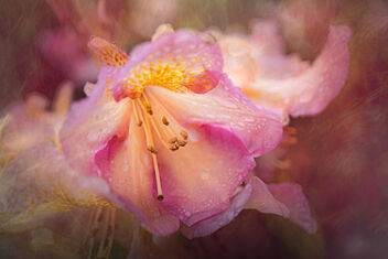 Rhododendron - image gratuit #490873 