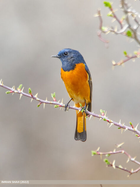 Blue-fronted Redstart (Phoenicurus frontalis) - Free image #491183