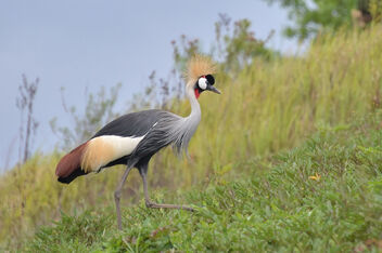 Crested Crane, Uganda - бесплатный image #491323