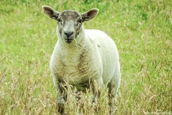 Lamb - image gratuit #491353 