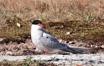 The Arctic Tern, observing. - Kostenloses image #491373