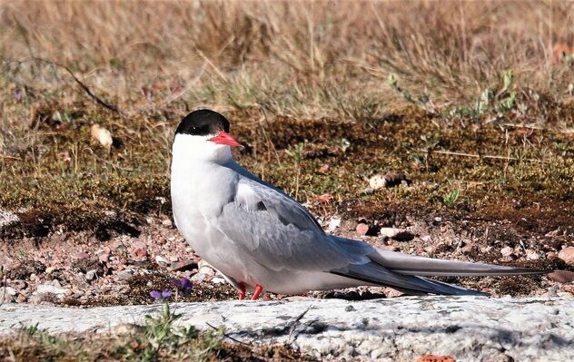 The Arctic Tern, observing. - Free image #491373