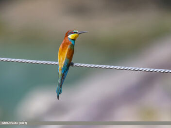 European Bee-eater (Merops apiaster) - бесплатный image #491563