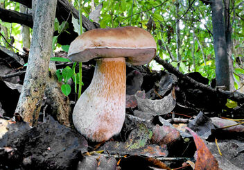Bolete fungus. - бесплатный image #491833
