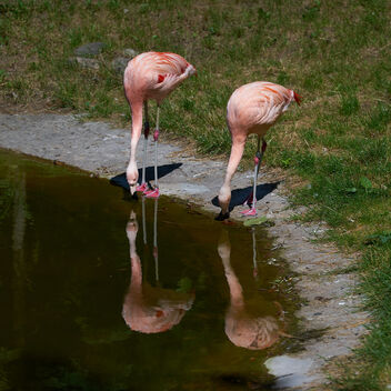 Warsaw ZOO flamingos - image #491853 gratis