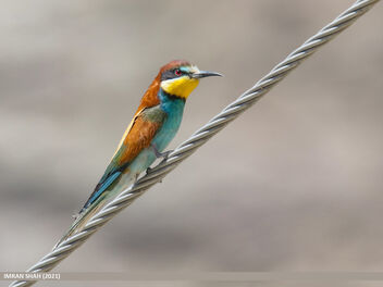 European Bee-eater (Merops apiaster) - image #491903 gratis