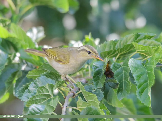 Western Crowned Warbler (Phylloscopus occipitalis) - Kostenloses image #492223