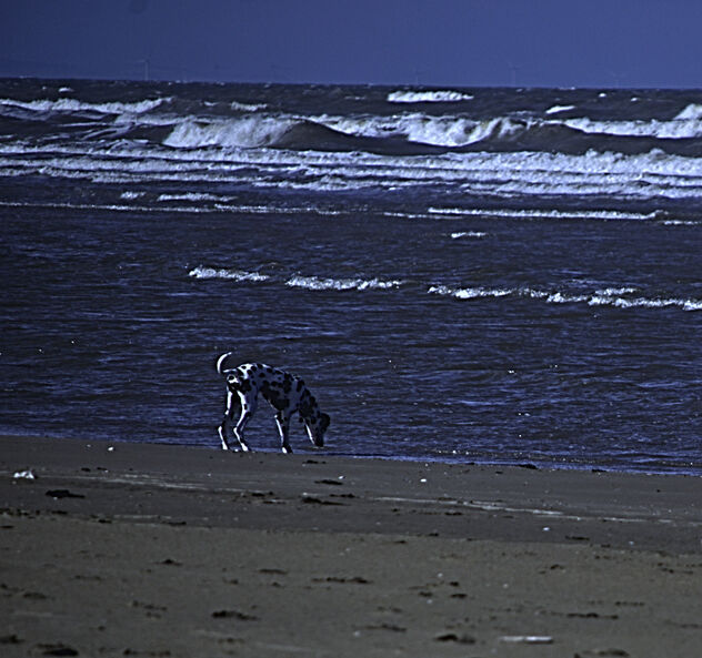 Dalmation on the Shore - бесплатный image #492303