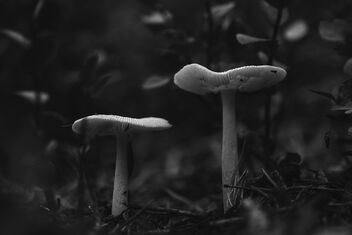 [Fungi 3] - Kostenloses image #492603