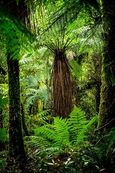 Dicksonia Squarrosa, NZ - бесплатный image #492743