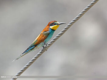 European Bee-eater (Merops apiaster) - image #492993 gratis