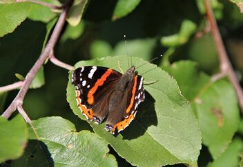 Admiral Butterfly - Free image #493143
