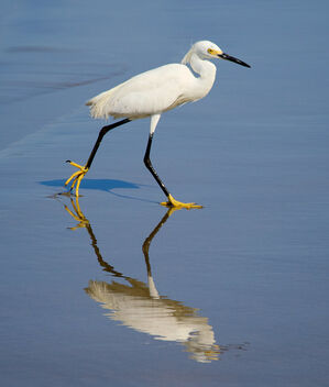 Snowy egret reflection - image #493293 gratis