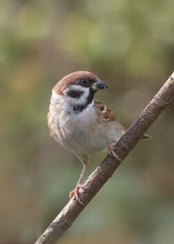 Tree Sparrow - Passer montanus - image gratuit #493953 