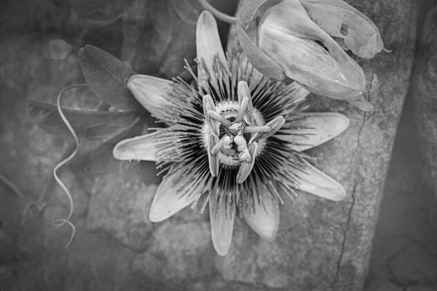 Passion Flower in Bloom - image #494013 gratis