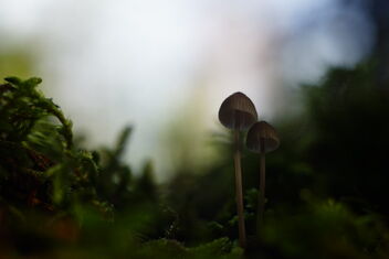 [Small Fungi 37.2 | 20221023-A7209700.JPG] - бесплатный image #494043