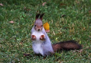 Squirrel on the green. - image gratuit #494533 