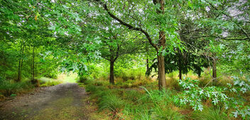 The woodland trail. - бесплатный image #495433