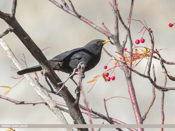Tibetan Blackbird (Turdus maximus) - бесплатный image #495763