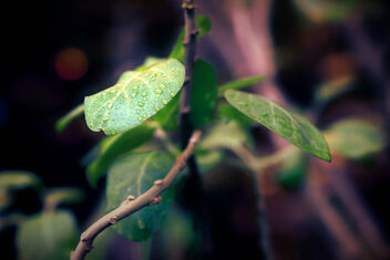 Dew drops on a leaf - image #495943 gratis